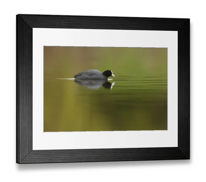 Framed Print : Common Coot (Fulica atra) adult, swimming across lake, Shropshire, England, march Framed Print : Common Coot (Fulica atra) adult, swimming across lake, Shropshire, England, march