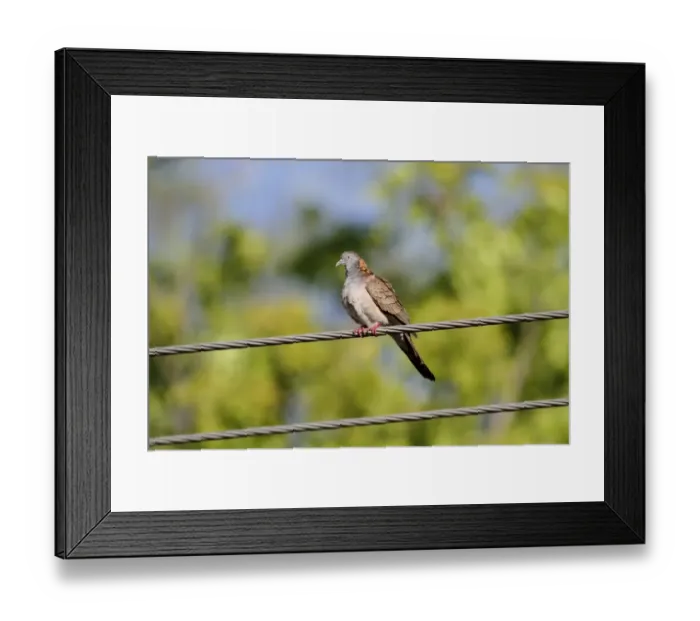 Framed Print : Bar-shouldered Dove (Geopelia humeralis) adult male, perched on powerline, Northern Territory, Australia