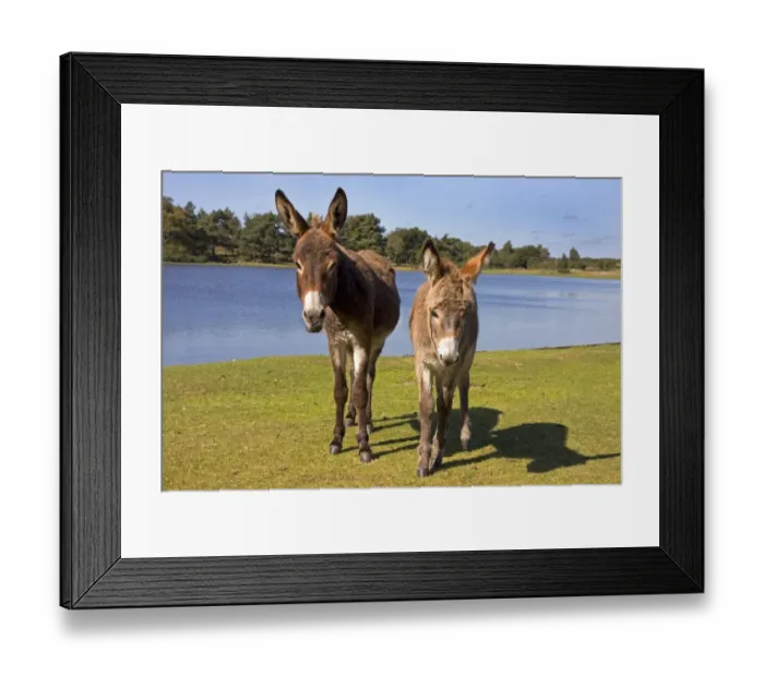 Framed Print : Donkey, adult female with foal, standing at edge of lake, New Forest, Hampshire, England, september Framed Print : Donkey, adult female with foal, standing at edge of lake, New Forest, Hampshire, England, september