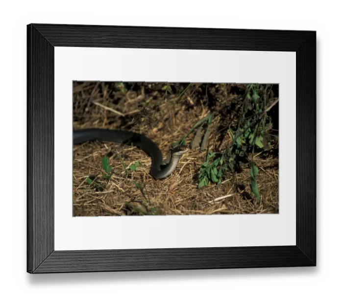 Framed Print : Everglades Racer Snake(Coluber constrictor paludicola)