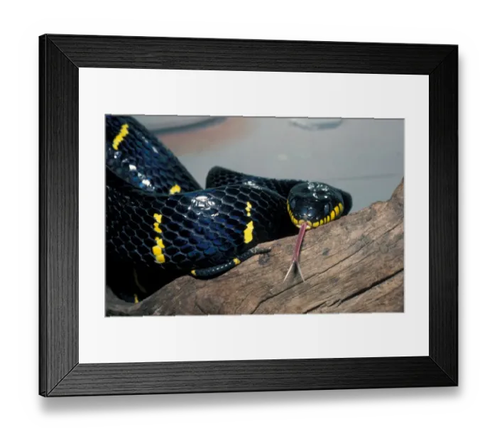 Framed Print : Snake - Mangrove (Boiga dendrophila) close-up  /  tongue out  /  Indonesia