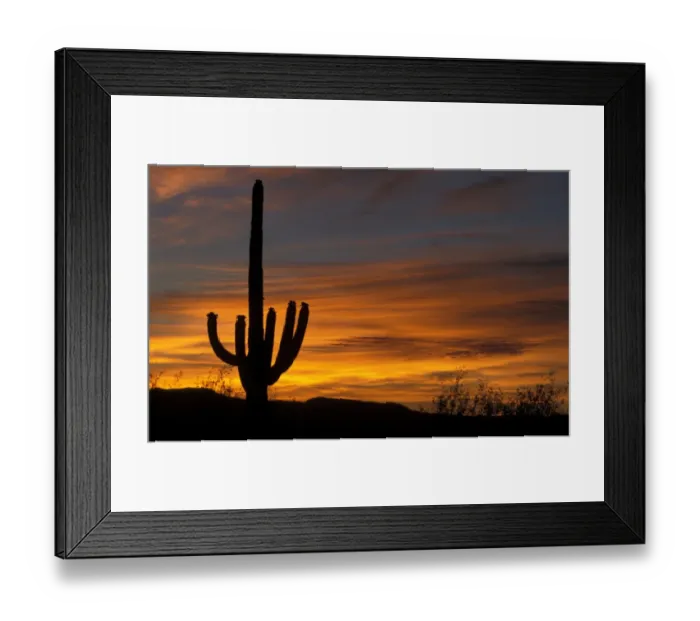Framed Print : Sagauro Cactus (Carnegiea gigantea) At sunrise / Arizona Framed Print : Sagauro Cactus (Carnegiea gigantea) At sunrise / Arizona