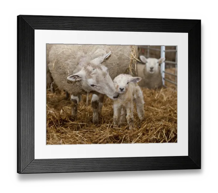 Framed Print : Domestic Sheep, Texel cross ewe with newborn Texel sired lamb, on straw bedding in lambing shed, Welshpool, Powys