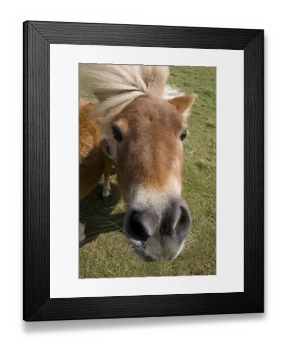 Framed Print : Shetland Pony, adult, close-up of head, England, april