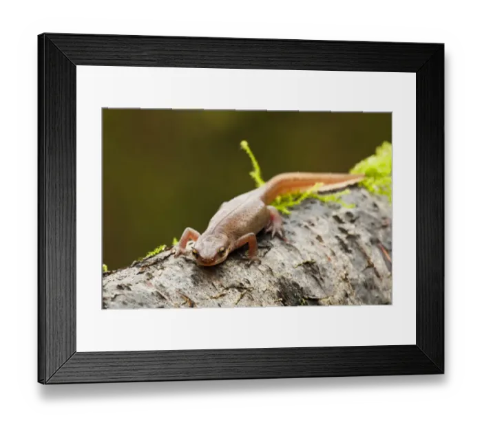 Framed Print : Palmate Newt (Triturus helveticus) adult female, on log in garden, Belvedere, Bexley, Kent, England, march Framed Print : Palmate Newt (Triturus helveticus) adult female, on log in garden, Belvedere, Bexley, Kent, England, march