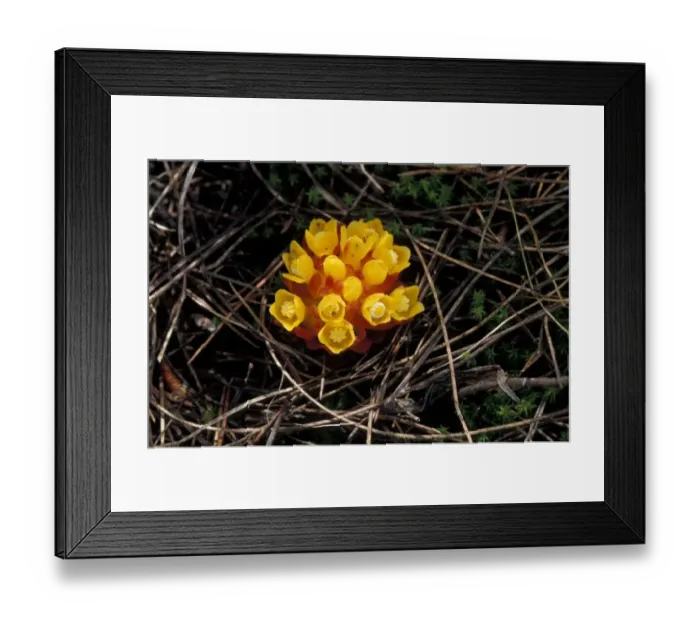 Framed Print : Cytinus hypocistus A parasitic perennial - Spain
