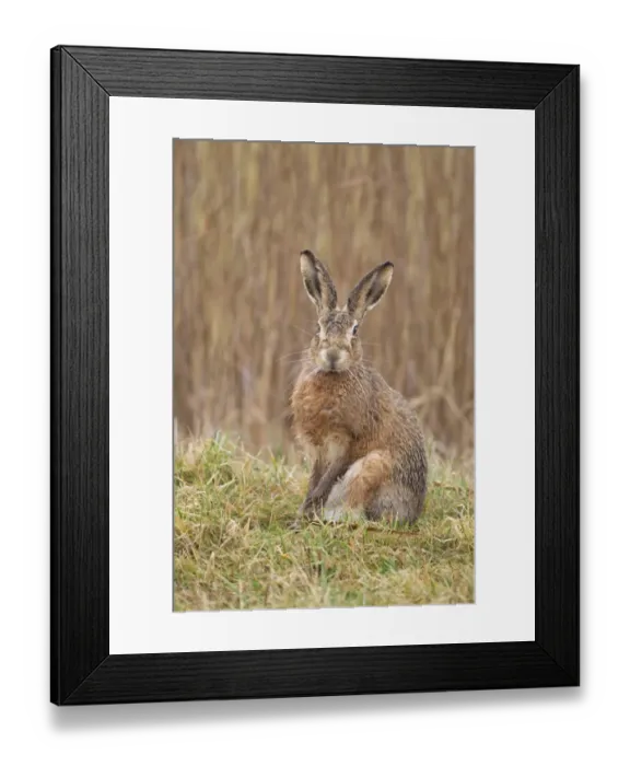 Framed Print : European Hare (Lepus europaeus) adult, with wet fur after rain, sitting alert on field edge, Suffolk, England, march
