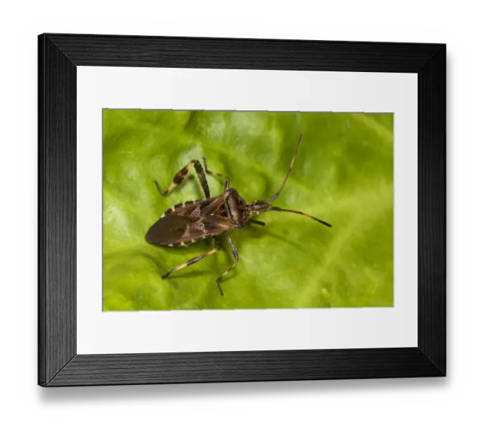 Framed Print : Western Conifer Seedbug (Leptoglossus occidentalis) introduced invasive species, adult, resting on leaf in garden Framed Print : Western Conifer Seedbug (Leptoglossus occidentalis) introduced invasive species, adult, resting on leaf in garden
