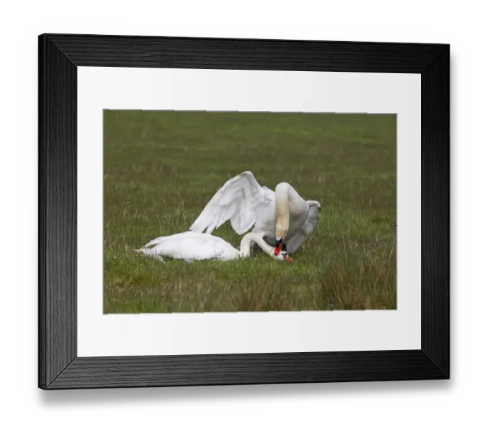 Framed Print : Mute Swan (Cygnus olor) two adult males, fighting, dominant male biting others head, Suffolk, England, april