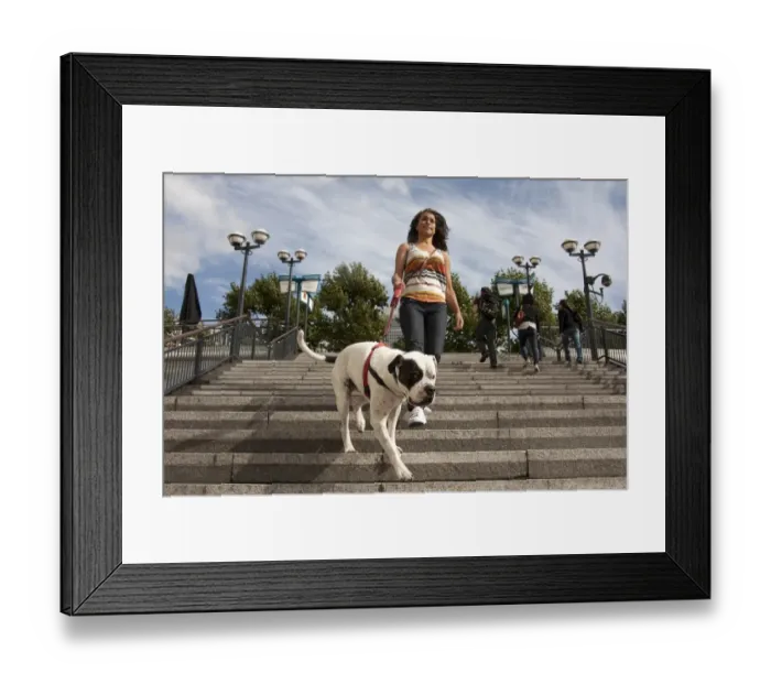 Framed Print : Domestic Dog, Old Tyme Bulldog, adult, on lead, being walked by young woman owner down steps in city, Canary Wharf Framed Print : Domestic Dog, Old Tyme Bulldog, adult, on lead, being walked by young woman owner down steps in city, Canary Wharf