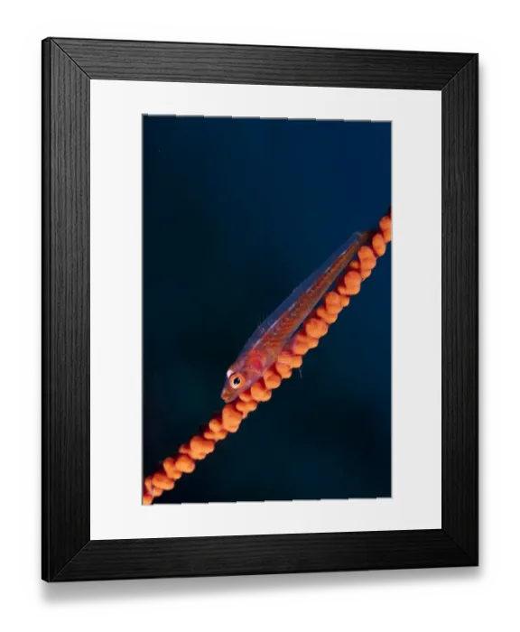 Framed Print : Whipcoral Dwarf Goby (Bryaninops youngei) adult, resting on whip coral, Lembeh Straits, Sulawesi, Sunda Islands