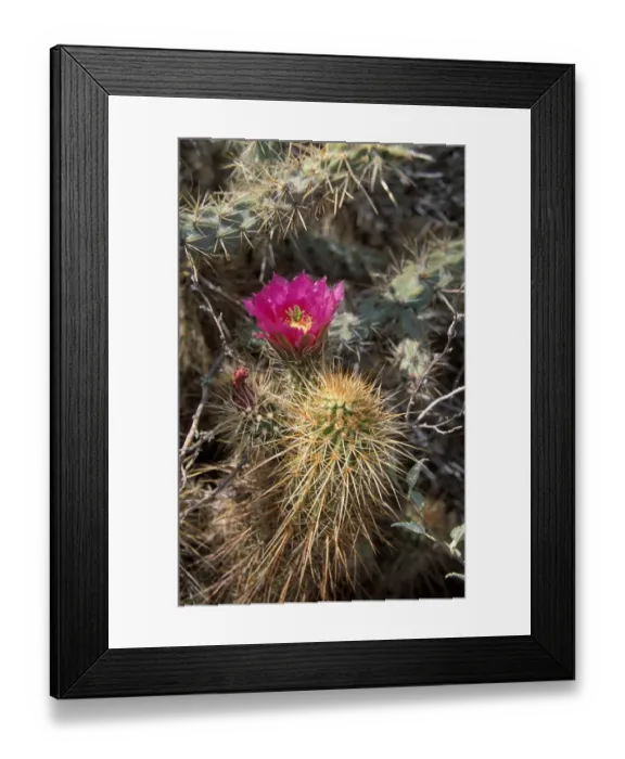 Framed Print : Cacti - Hedgehog Engelmanns (Echinocereus engelmannii) In flower Framed Print : Cacti - Hedgehog Engelmanns (Echinocereus engelmannii) In flower