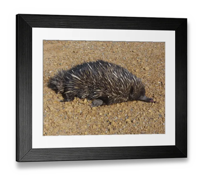 Framed Print : Short-nosed Echidna (Tachyglossus aculeatus) dead adult, roadkill casualty on road, Western Australia, Australia Framed Print : Short-nosed Echidna (Tachyglossus aculeatus) dead adult, roadkill casualty on road, Western Australia, Australia