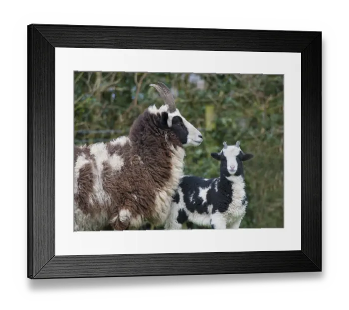 Framed Print : Domestic Sheep, Jacob Sheep, ewe with lamb, Longridge, Lancashire, England, march Framed Print : Domestic Sheep, Jacob Sheep, ewe with lamb, Longridge, Lancashire, England, march