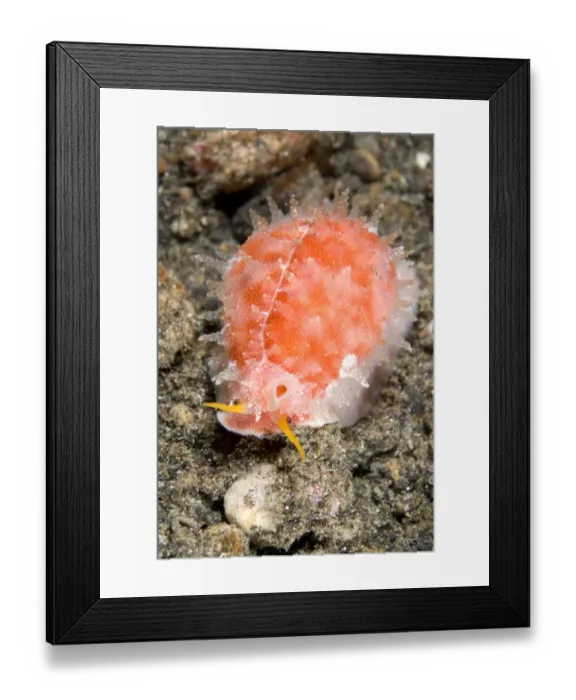 Framed Print : Chinese Cowrie (Ovatipsa chinensis) adult, crawling over sand on seabed, Lembeh Straits, Sulawesi, Sunda Islands Framed Print : Chinese Cowrie (Ovatipsa chinensis) adult, crawling over sand on seabed, Lembeh Straits, Sulawesi, Sunda Islands