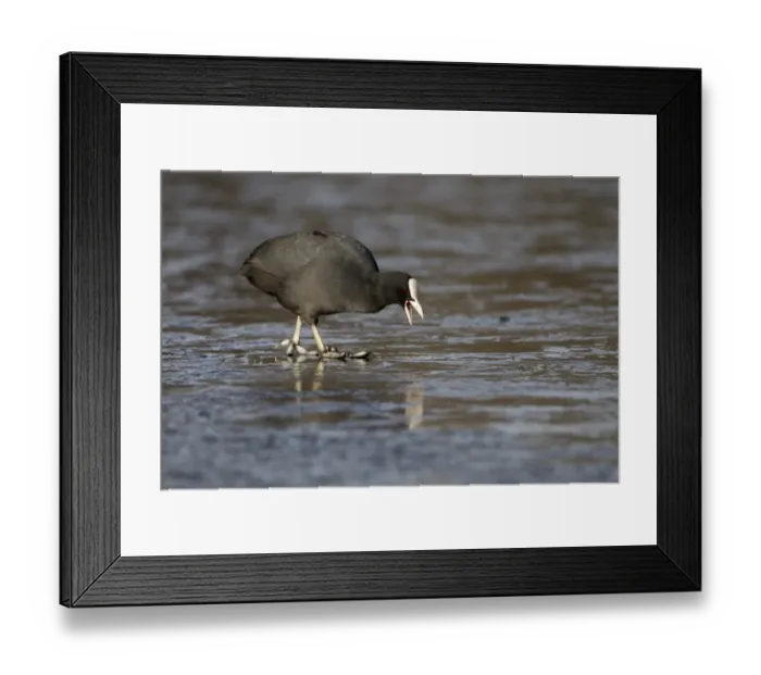 Framed Print : Common Coot (Fulica atra) adult, feeding, walking on ice of frozen lake, Duns Castle, Duns, Berwickshire