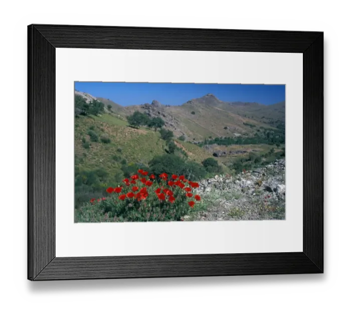 Framed Print : Corn Poppy (Papaver rhoeas) Greece