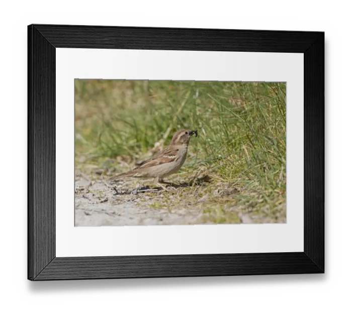 Framed Print : House Sparrow (Passer domesticus) adult female, feeding, with insect prey in beak, standing on ground, Powys, Wales Framed Print : House Sparrow (Passer domesticus) adult female, feeding, with insect prey in beak, standing on ground, Powys, Wales