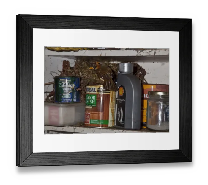 Framed Print : Robin nesting in garden shed on shelf Framed Print : Robin nesting in garden shed on shelf