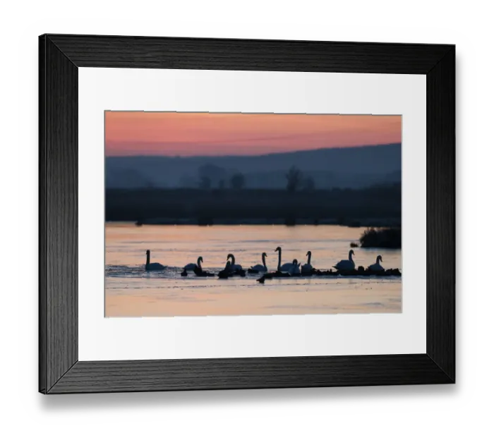 Framed Print : Mute Swan (Cygnus olor) flock, with ducks on open water of frozen flood, in wetland habitat at sunrise Framed Print : Mute Swan (Cygnus olor) flock, with ducks on open water of frozen flood, in wetland habitat at sunrise