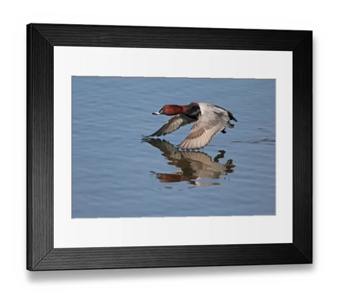 Framed Print : Common Pochard (Aythya ferina) adult male, in flight, taking off from flooded former gravel pit Framed Print : Common Pochard (Aythya ferina) adult male, in flight, taking off from flooded former gravel pit