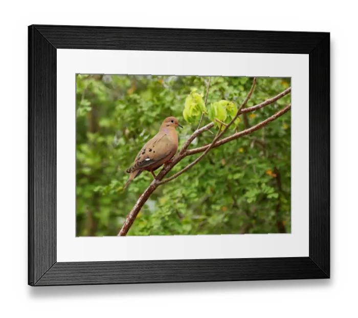 Framed Print : Zenaida Dove (Zenaida aurita) adult, perched on branch, Cayman Islands