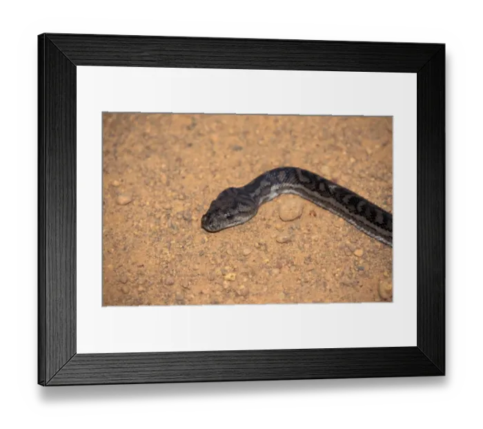Framed Print : Carpet Python (Morelia spilota unibricata) Australia