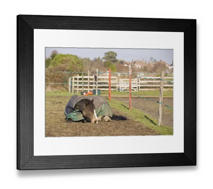 Framed Print : Horse, adult, wearing turnout rug, sleeping beside electric fencing tape around overgrazed paddock, England, february Framed Print : Horse, adult, wearing turnout rug, sleeping beside electric fencing tape around overgrazed paddock, England, february
