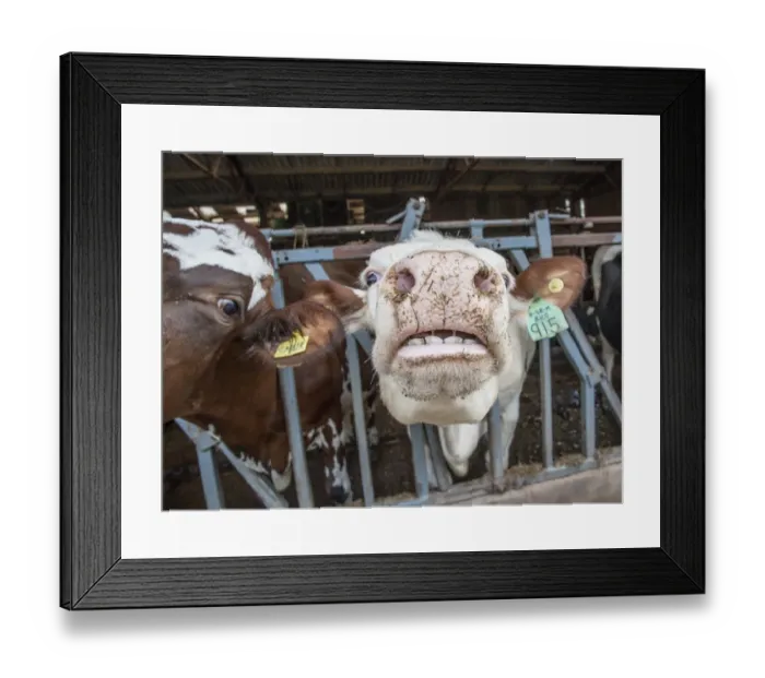Framed Print : Domestic Cattle, crossbred dairy cow, close-up of head showing teeth, at feed barrier in shed, Cumbria, England, march Framed Print : Domestic Cattle, crossbred dairy cow, close-up of head showing teeth, at feed barrier in shed, Cumbria, England, march