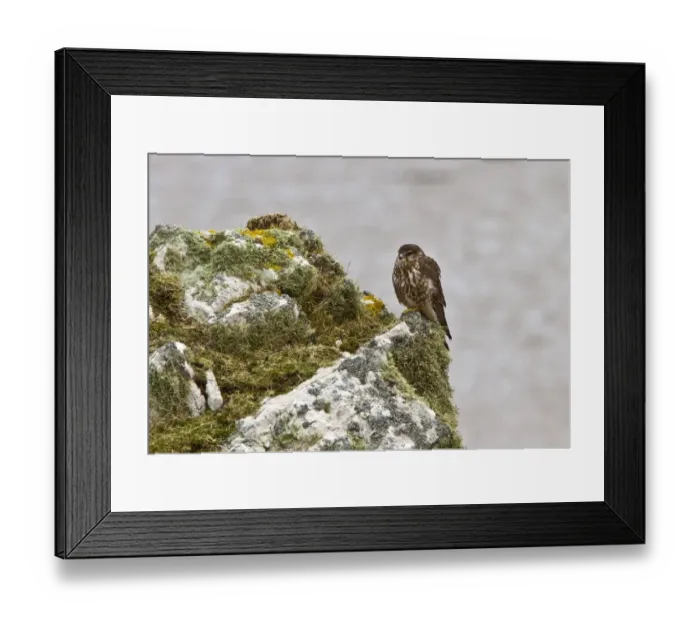 Framed Print : Female Merlin on lichen rock on the Scotish island of Islay Framed Print : Female Merlin on lichen rock on the Scotish island of Islay