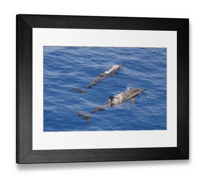 Framed Print : Spinner Dolphin (Stenella longirostris) two adults, surfacing from water, Maldives, march Framed Print : Spinner Dolphin (Stenella longirostris) two adults, surfacing from water, Maldives, march