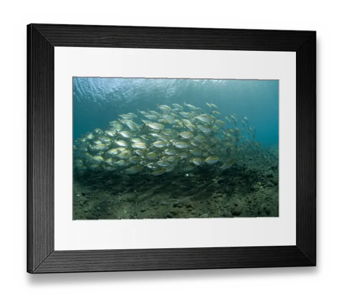 Framed Print : Yellowstripe Scad (Selaroides leptolepis) shoal, swimming, Tulamben, Bali, Lesser Sunda Islands, Indonesia Framed Print : Yellowstripe Scad (Selaroides leptolepis) shoal, swimming, Tulamben, Bali, Lesser Sunda Islands, Indonesia