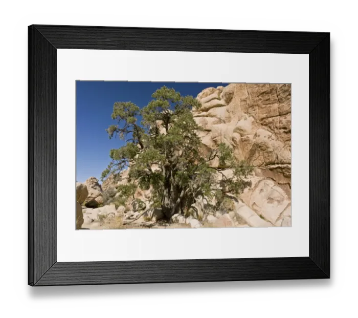 Framed Print : Single-leaf Pinyon Pine (Pinus monophylla) habit, growing in desert, Joshua Tree N. P. Mojave Desert, California, U. S. A