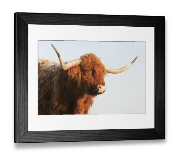 Framed Print : Domestic Cattle, Highland Cattle, cow, close-up of head, on grazing marsh, Oare Marshes Nature Reserve Framed Print : Domestic Cattle, Highland Cattle, cow, close-up of head, on grazing marsh, Oare Marshes Nature Reserve