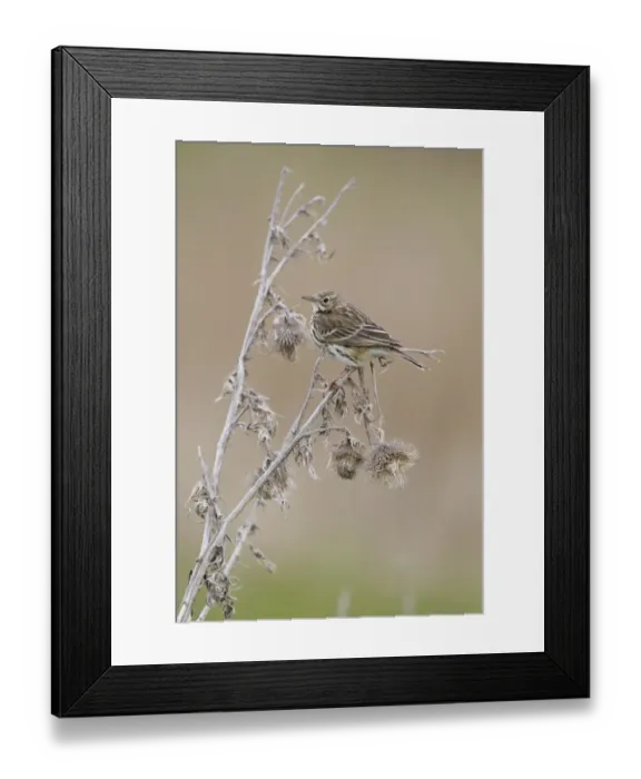 Framed Print : Meadow Pipit (Anthus pratensis) adult, perched on dead thistle, Suffolk, England, april Framed Print : Meadow Pipit (Anthus pratensis) adult, perched on dead thistle, Suffolk, England, april