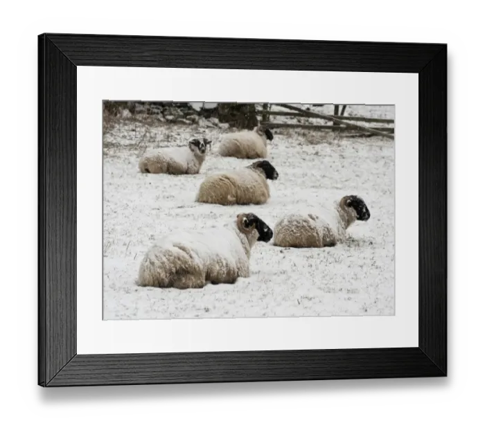 Framed Print : Domestic Sheep, Scottish Blackface ewes, flock resting in snow, Dinkling Green Farm, Whitewell, Clitheroe, Lancashire Framed Print : Domestic Sheep, Scottish Blackface ewes, flock resting in snow, Dinkling Green Farm, Whitewell, Clitheroe, Lancashire