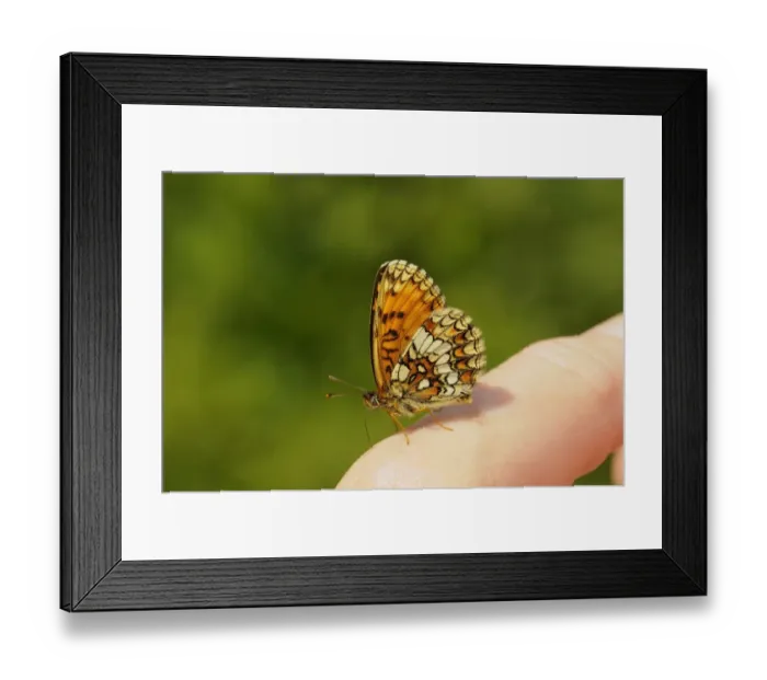 Framed Print : Heath Fritillary (Mellicta athalia) adult, feeding on minerals from human finger, Kent, England, june