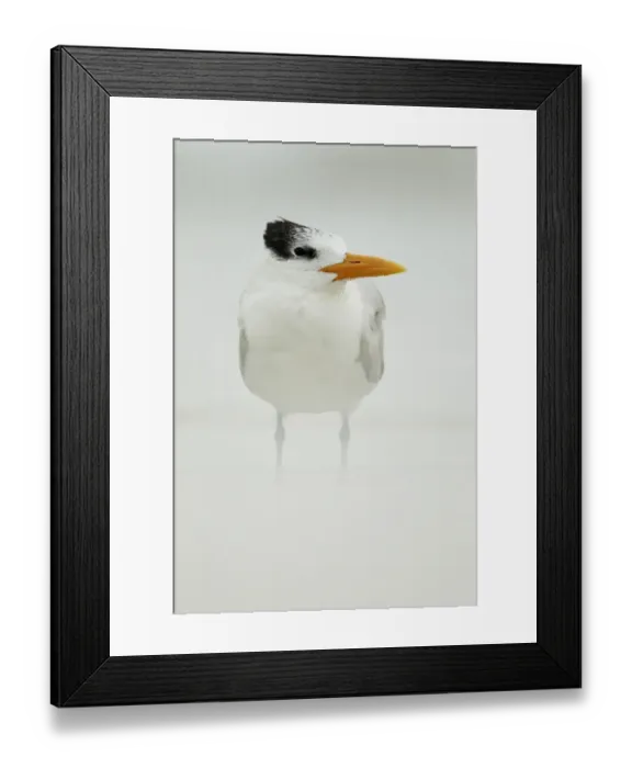 Framed Print : Royal Tern (Sterna maxima) adult, winter plumage, standing in windblown sand on beach, Florida, U. S. A. february Framed Print : Royal Tern (Sterna maxima) adult, winter plumage, standing in windblown sand on beach, Florida, U. S. A. february
