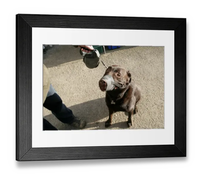 Framed Print : Domestic Dog, Chocolate Labrador Retriever, adult, wearing muzzle, on extendable lead, England, january