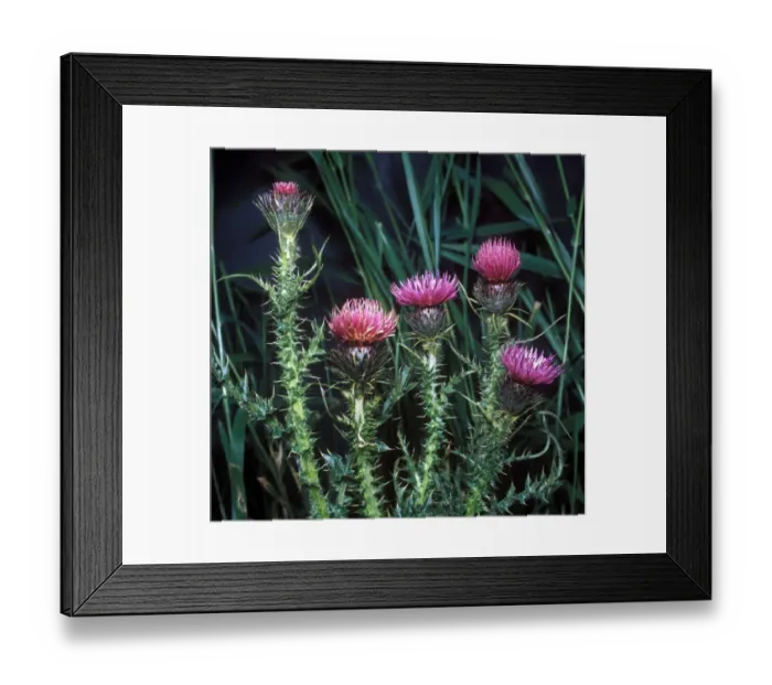 Framed Print : Flower - Thistle Welted(Carduus acanthoides) Close-up of flowers on plant Framed Print : Flower - Thistle Welted(Carduus acanthoides) Close-up of flowers on plant