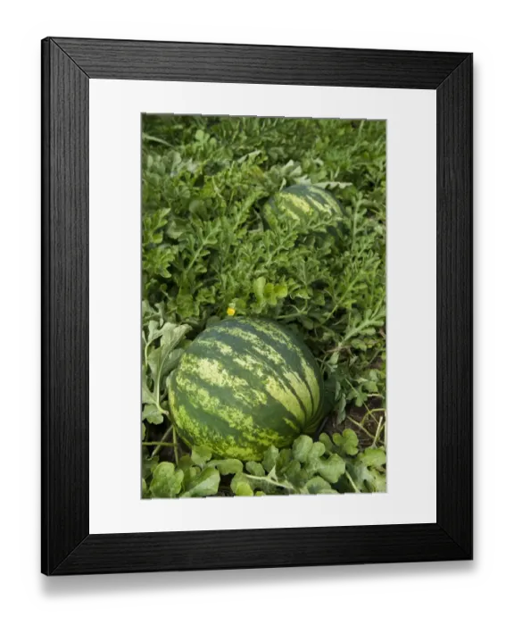 Framed Print : Watermelon (Citrullus vulgaris) fruit, organic crop growing in field, Pennsylvania, U. S. A. september Framed Print : Watermelon (Citrullus vulgaris) fruit, organic crop growing in field, Pennsylvania, U. S. A. september