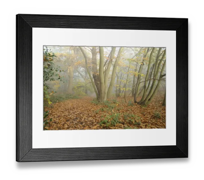 Framed Print : Mixed deciduous woodland in autumn mist, with fallen leaves carpeting floor, Freston Woods, Suffolk, England, november Framed Print : Mixed deciduous woodland in autumn mist, with fallen leaves carpeting floor, Freston Woods, Suffolk, England, november