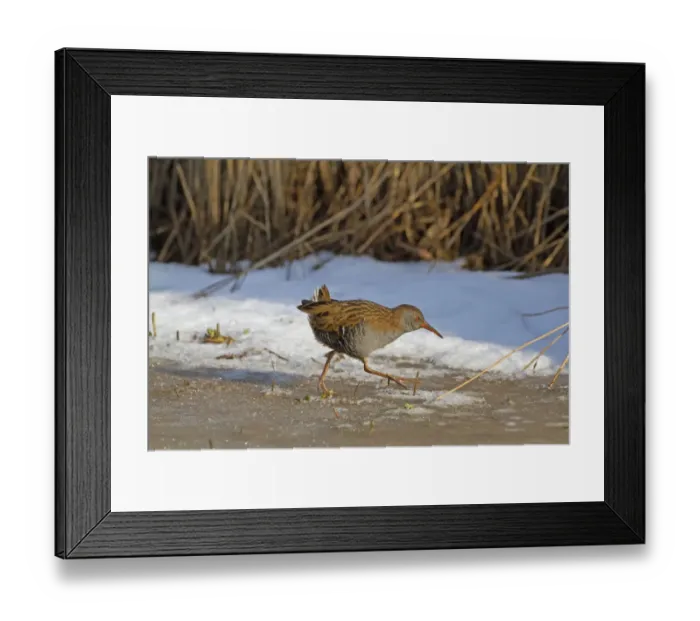 Framed Print : Water Rail (Rallus aquaticus) adult, walking on ice at edge of snow, Norfolk, England, february