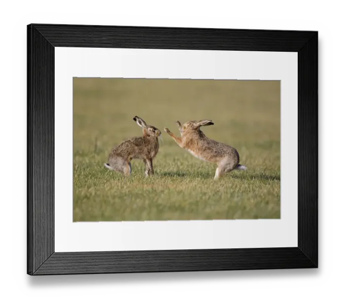 Framed Print : European Hare (Lepus europaeus) adult pair, boxing, female fighting off male in field, Suffolk, England, february