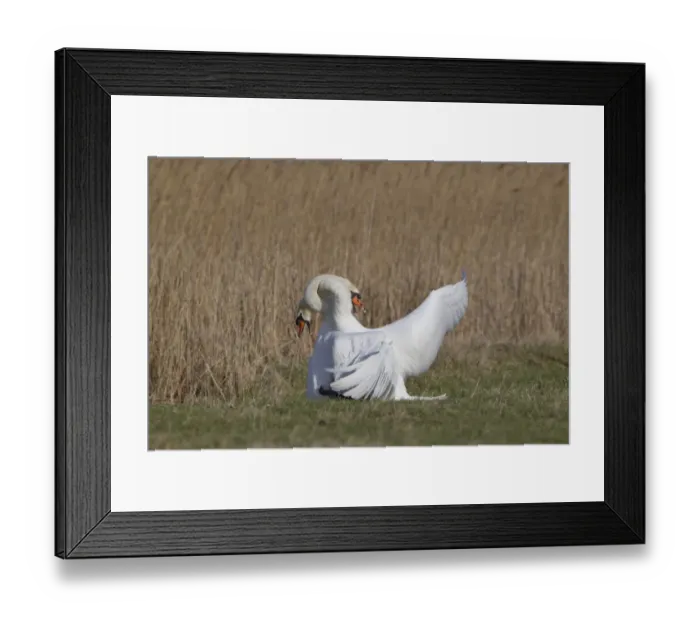 Framed Print : Mute Swan (Cygnus olor) two adult males, fighting, territorial dispute on grazing marsh, Suffolk, England, february Framed Print : Mute Swan (Cygnus olor) two adult males, fighting, territorial dispute on grazing marsh, Suffolk, England, february