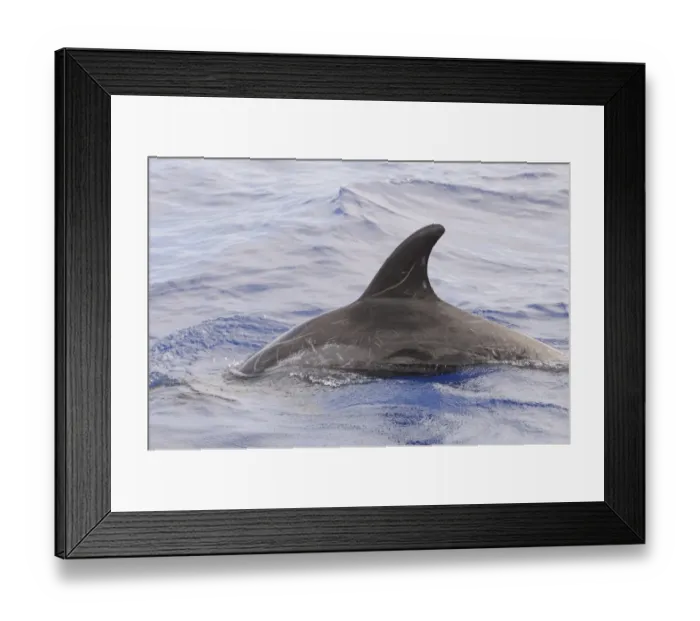 Framed Print : Rissos Dolphin (Grampus griseus) adult, dorsal fin and back of scarred individual, surfacing from water, Maldives Framed Print : Rissos Dolphin (Grampus griseus) adult, dorsal fin and back of scarred individual, surfacing from water, Maldives