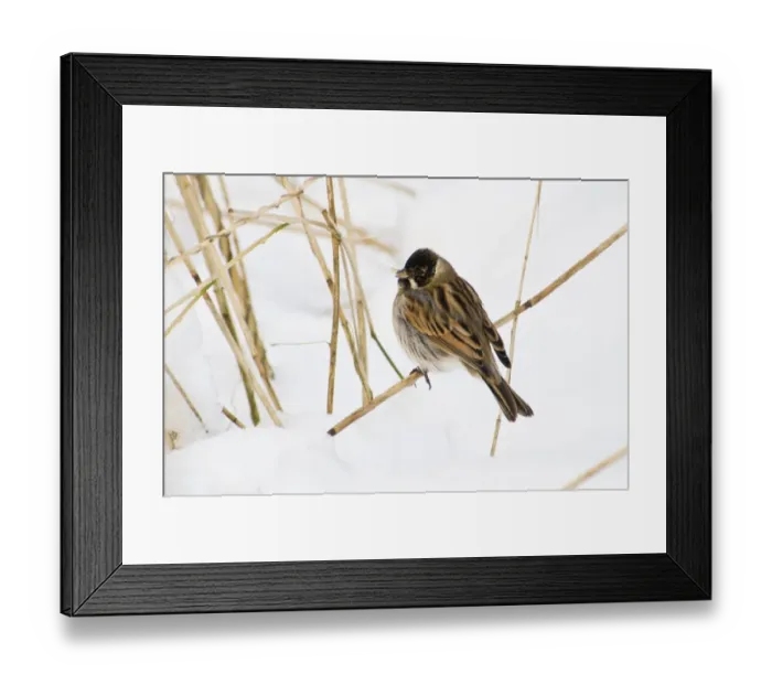 Framed Print : Reed Bunting (Emberiza schoeniclus) adult male, winter plumage, feeding on seed, perched on reed stem in snow
