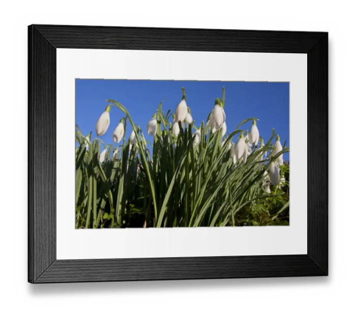 Framed Print : Snowdrop (Galanthus nivalis) flowering mass, West Sussex, England, february Framed Print : Snowdrop (Galanthus nivalis) flowering mass, West Sussex, England, february