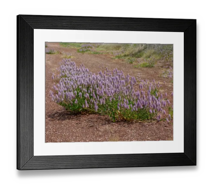 Framed Print : Tall Mulla Mulla (Ptilotus exaltatus) flowering, growing on road verge, Western Australia, Australia