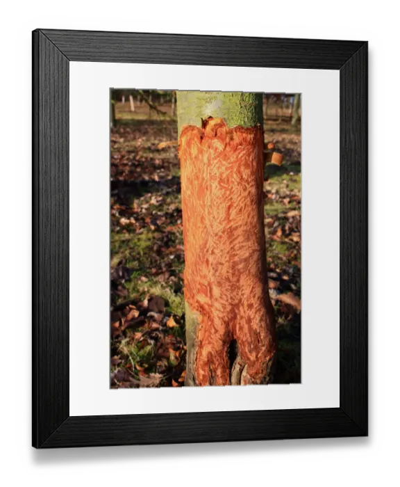 Framed Print : European Rabbit (Oryctolagus cuniculus) feeding damage to bark of young tree in new Millenium woodland